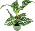 Aphelandra Zebra Plant (4 inch) - Pet-Friendly Houseplants - Attractive Indoor Plants, Easy to Grow, Pet Safe Plants for Cats & Dogs, Ideal for Home Decor, Office & Gift