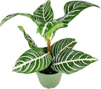 Aphelandra Zebra Plant (4 inch) - Pet-Friendly Houseplants - Attractive Indoor Plants, Easy to Grow, Pet Safe Plants for Cats & Dogs, Ideal for Home Decor, Office & Gift