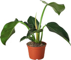 Philodendron Congo Green Live Plant for Indoor | Different Houseplants in 4'' & 6'' Pot | Real House Plant for Living Room, Office, Desk & Bathroom | Congo Green