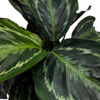 BubbleBlooms Calathea Medallion, Roseopicta in a 4 inch Pot Regal Rose, Rabbit Ear Prayer Plant