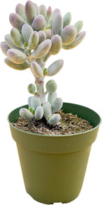 Sprout N Green Cotyledon Orbiculata cv., Rare Live Succulent Plant Rooted in 4" Pot, Home Office Indoor Outdoor Wedding Decoration DIY Projects Party Favor, Keep Away from Pets