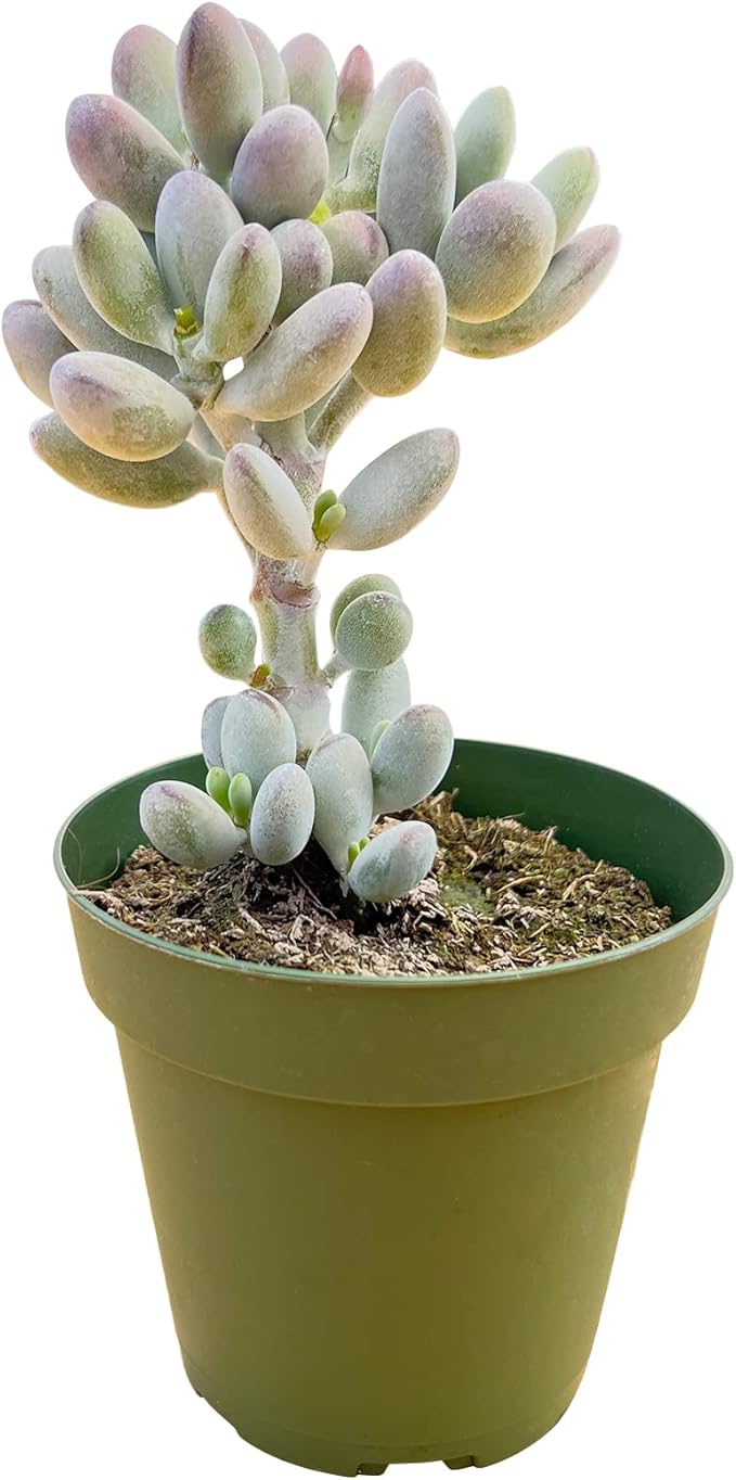 Sprout N Green Cotyledon Orbiculata cv., Rare Live Succulent Plant Rooted in 4" Pot, Home Office Indoor Outdoor Wedding Decoration DIY Projects Party Favor, Keep Away from Pets