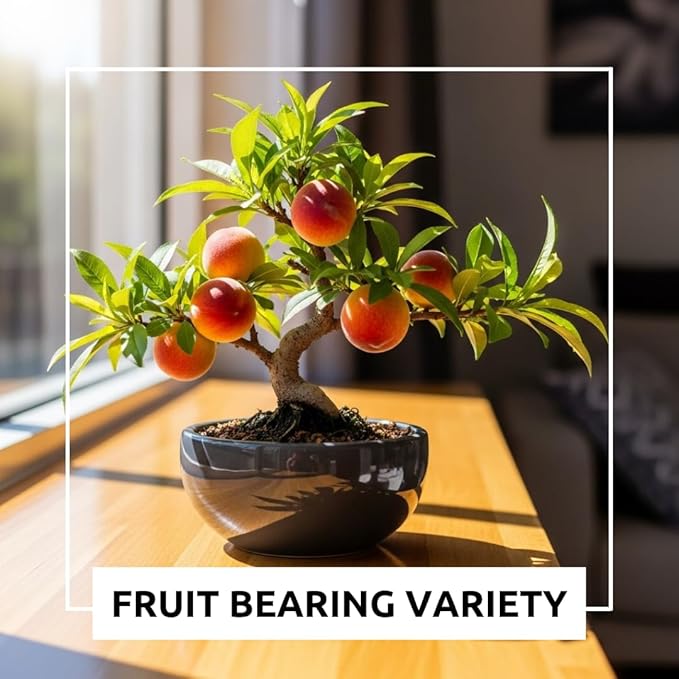 Bonsai Peach Tree Seeds – 2 Large Seeds for Miniature Fruit-Bearing Trees – Easy to Grow, Hardy, Produces Sweet Peaches - Great for Beginner Bonsai - Ideal for Home Garden