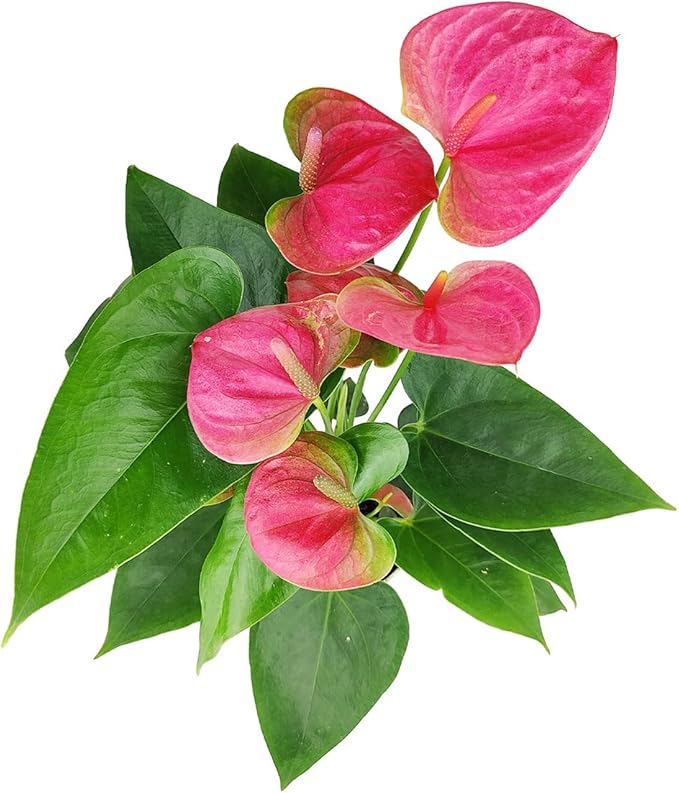 Live Indoor Flowering Houseplants, Anthurium Pink in 4" Grower Pot, Easy Care Houseplants