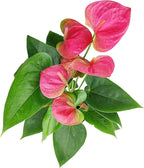 Live Indoor Flowering Houseplants, Anthurium Pink in 4" Grower Pot, Easy Care Houseplants