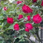 Deep Pink Climbing Roses Live Plants 7 Months Old, Rose Bushes Ready to Plant 5-9" Tall, Very Fragrant, Can Grow As Climber or Bush Tree or Trellises, Walls, Fences