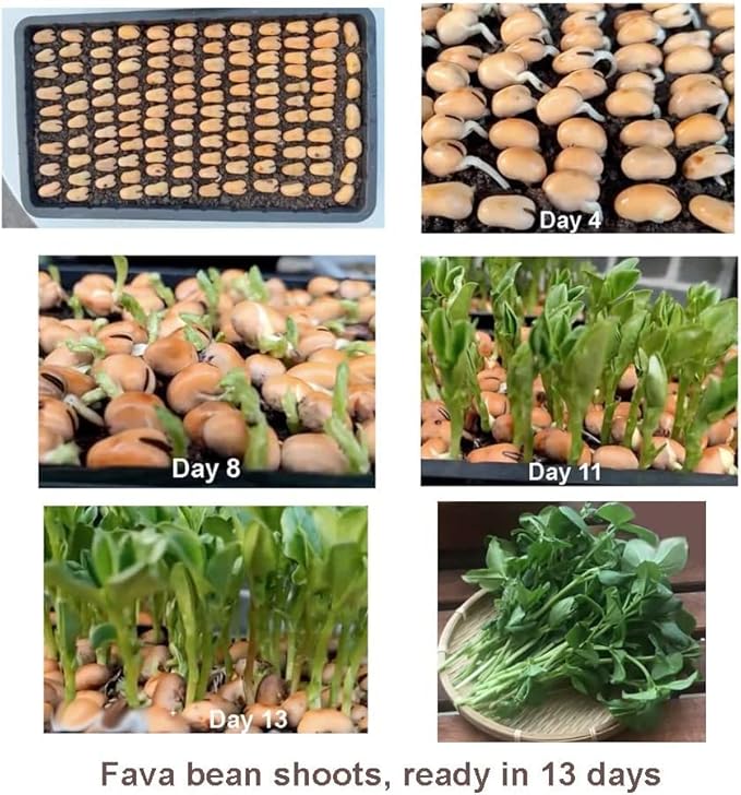Bundle: Fava Bean Seeds + Ping Tung Long Eggplant Seeds