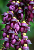 Climbing Jade Vine Seeds to Plant - 2 Big Healthy Seeds - Mucuna Sempervirens Seeds to Grow - Rare