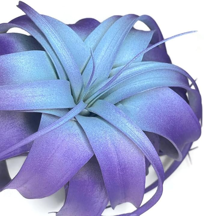XL Xerographica Colored Air Plant, Live Tillandsia House Plant, Easy Care Indoor Outdoor, Great Gift, Healthy Arrival Guaranteed (Rainbow #5)