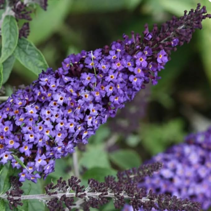 Blue Purple Butterfly Bush Live Shrub Plant Shrub, Buddleia Bush Well Rooted, 5 to 10 Inc Tall
