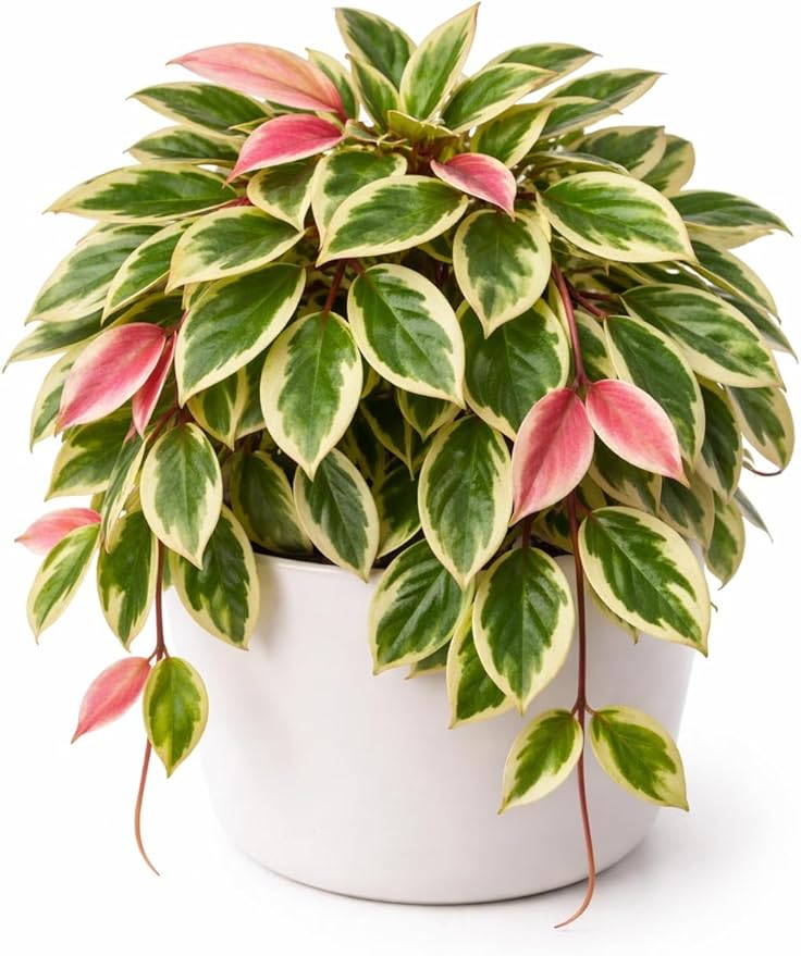 Hoya ‘Crimson Princess’ Live Plant – 2 Inch Starter Pot – Variegated Wax Plant with Pink New Growth – Easy Care Indoor Houseplant
