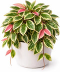 Hoya ‘Crimson Princess’ Live Plant – 2 Inch Starter Pot – Variegated Wax Plant with Pink New Growth – Easy Care Indoor Houseplant