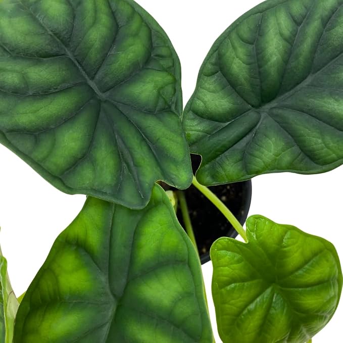 BubbleBlooms Alocasia Dragon Scale, Alocasia Baginda, Black Dragon Scale, Rarest Alocasia, in a 4 inch Pot