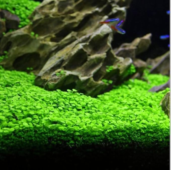 Freshwater Aquarium Decor, Easy Growing Dwarf Carpet for Fish Tank/Terrarium, Natural Aquatic Plant Growth Material – 1 Pack (Love Grass)