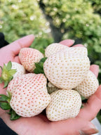 Rare Live White Pineberry Strawberry Plant - Non-GMO Fruiting Shrub in 4-Inch Nursery Pot – Creamy White Fruit with Red Seeds – Sweet & Tropical Flavor for Home Gardens and Patio Containers