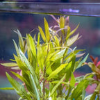 SubstrateSource Live Aquarium Stem Plants - Freshwater Aquatic Plant for Fish Tanks, Aquascaping - (Ludwigia Inclinata, 1 Bunch)