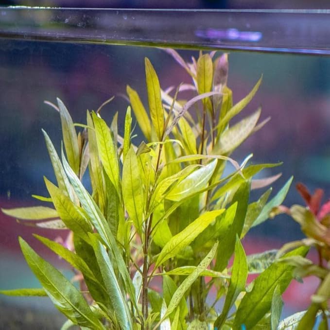 SubstrateSource Live Aquarium Stem Plants - Freshwater Aquatic Plant for Fish Tanks, Aquascaping - (Ludwigia Inclinata, 1 Bunch)