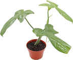 Philodendron Bipennifolium - 4" from California Tropicals