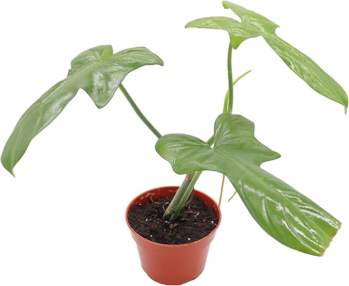 Philodendron Bipennifolium - 4" from California Tropicals