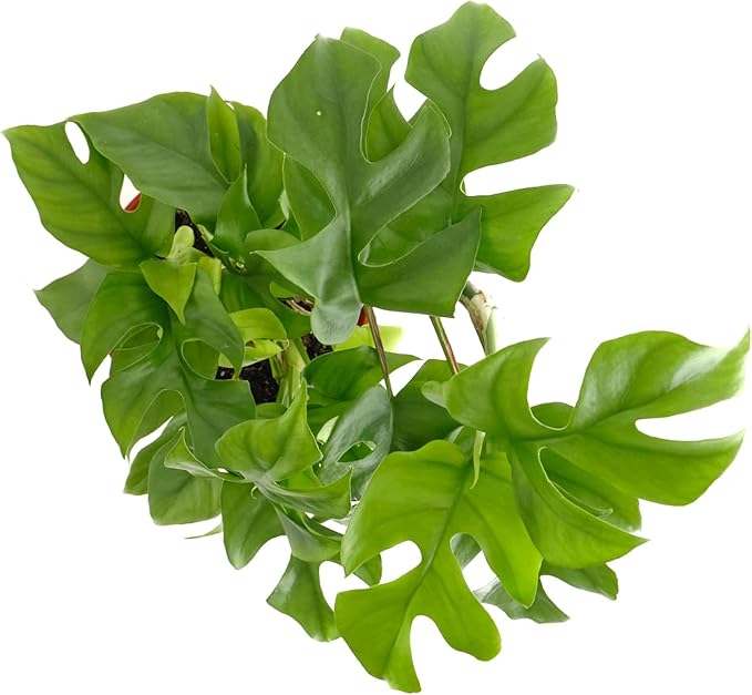 Shop Succulents Philodendron Split Mini, Live Indoor Plant, Compact Low Maintenance Houseplant with Unique Split Leaves, Ideal for Home Decor, Office, and Room Enhancement, 6 Inch Nursery Pot