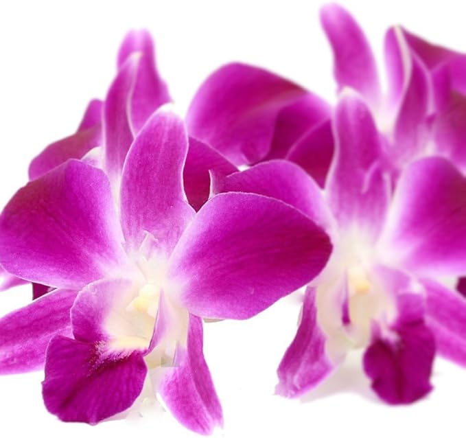 Fresh Loose Purple Dendrobium Orchid Blossoms 50 ct.