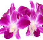 Fresh Loose Purple Dendrobium Orchid Blossoms 50 ct.