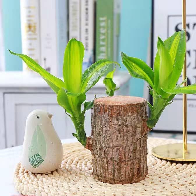 Brazilian Wood Plant,Mini Brazil Lucky Wood,Swelling Stage,Nearing Germination Lucky Tree,Budding Takes just 7-15 Days,Brazilian Tree Perfect for Home,Office Desktop Decoration (Without Panda Statue)
