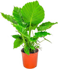 Tropical Plants of Florida Alocasia California Live Plant 3 Gallon 10 Inch Nursery Pot, 26 to 32 Inch Tall Elephant Ear Plant, Tropical Indoor Outdoor Foliage