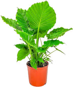 Tropical Plants of Florida Alocasia California Live Plant 3 Gallon 10 Inch Nursery Pot, 26 to 32 Inch Tall Elephant Ear Plant, Tropical Indoor Outdoor Foliage