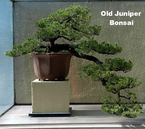 Staked Japanese Juniper Bonsai Starter Tree - 1 Gallon Pot