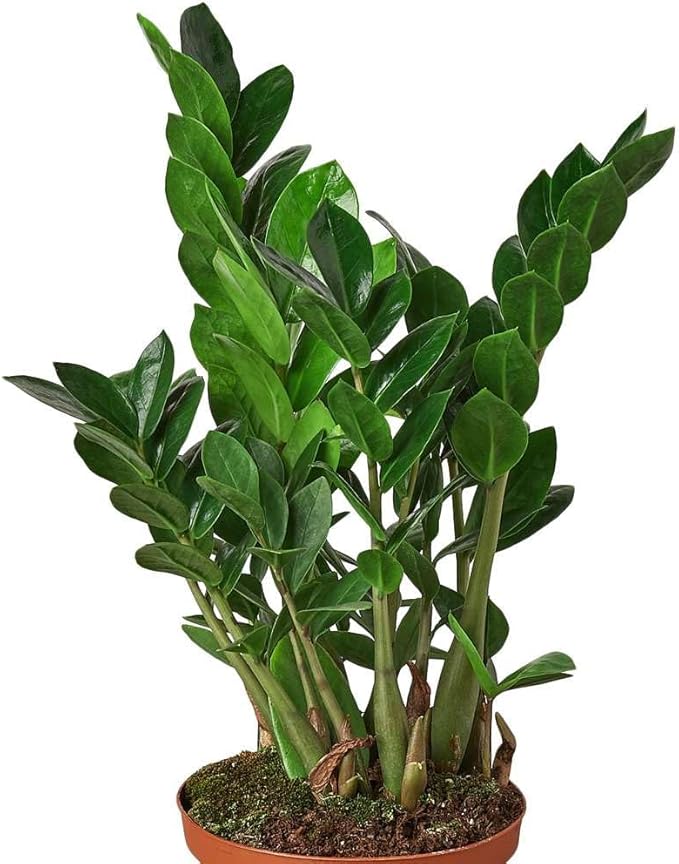 Zamioculcas Zamiifolia ZZ Live Plant for Indoor | Different Houseplants in 4'' & 6'' Pot | Real House Plant for Living Room, Office, Desk & Bathroom