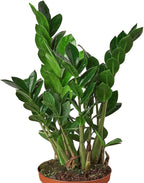 Zamioculcas Zamiifolia ZZ Live Plant for Indoor | Different Houseplants in 4'' & 6'' Pot | Real House Plant for Living Room, Office, Desk & Bathroom