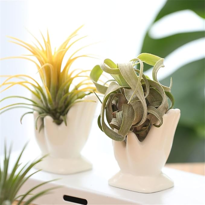 Air Plant Holder Cute Ceramic Mini Hand Shape Stand Airplants Tillandsia Small Container Pot Plant Decorative Home Decor for Desk Table Shelf Office Decorations, White