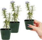 Mini Purple Flower Rosemary Plant Starter Outdoor Herb Garden Live Rosemary Plant (2)