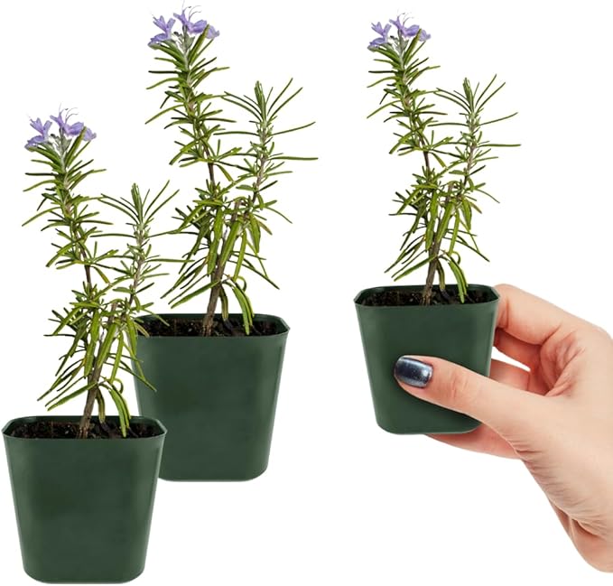 Mini Purple Flower Rosemary Plant Starter Outdoor Herb Garden Live Rosemary Plant (2)