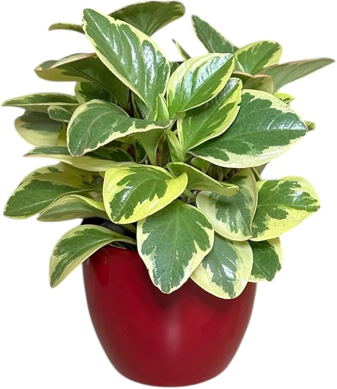 Variegated Baby Rubber Plant, Pet Safe, Low Maintenance, Live Indoor Plant, 4.7 inch Red Decorative Pot m