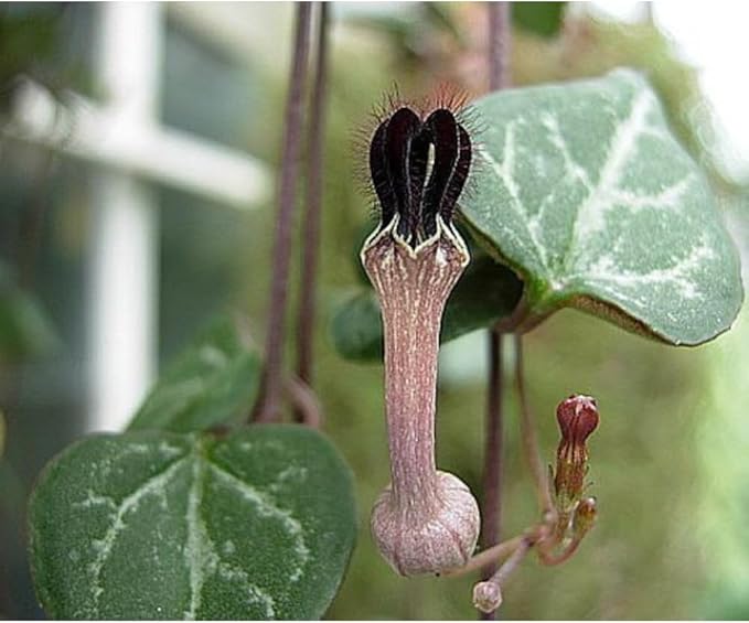 String of Hearts - Hearts Entangled -Ceropegia woodii-2.5" Pot-Collector' Series