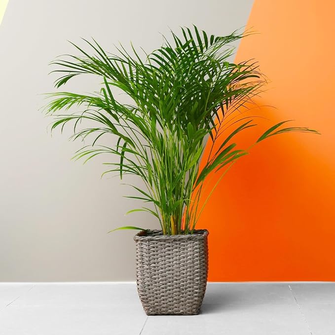 Brighter Blooms - Areca Palm Tree, 6 Inch Pot - Live Plant - No Shipping to AK, AZ, CA, HI, TX