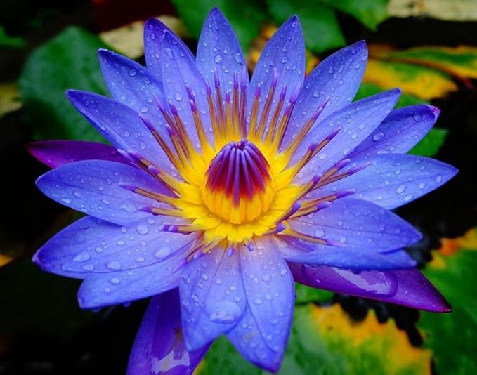 30 PCS Bowl Lotus Seeds Bonsai Lotus Seeds for Planting Water Lily Pink Purple Red Flower Aquatic Plants Seed Pond Plants Non GMO Home Garden Flowering