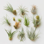 Air Plants Live | Air Plants Variety Pack Live | Available in Packs of 2, 4, 6, 8, 10, &12 | Tillandsia Live Plants | 1-5 inches | CA Seller (Pack of 12 Air Plants)
