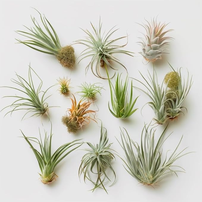 Air Plants Live | Air Plants Variety Pack Live | Available in Packs of 2, 4, 6, 8, 10, &12 | Tillandsia Live Plants | 1-5 inches | CA Seller (Pack of 12 Air Plants)
