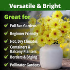 HOME GROWN Cosmos ‘Dwarf Lemon’ Seeds – 300 Dwarf Cosmos Flower Seeds for Planting, Compact Yellow Blooms, Heat Tolerant Annual for Outdoor Gardens (.2g) – Cosmos sulphureus ‘Dwarf Lemon’