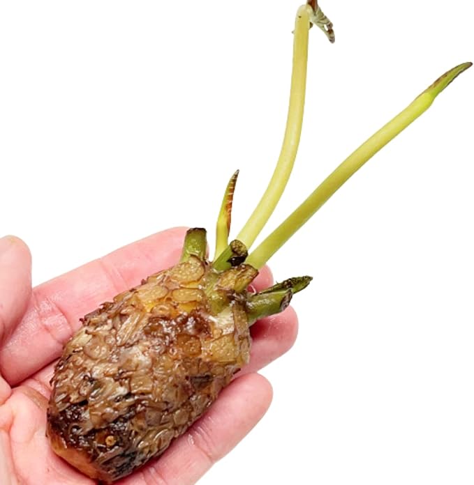 Mainam Purple Nymphaea Purple Joy Live Aquarium Plant Tropical Water Lilies Tuber for Freshwater Fish Pond Balcony