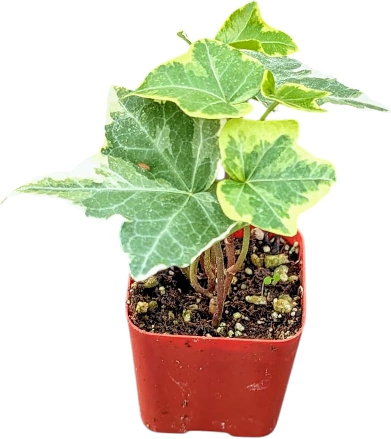 Live Gold Child English Ivy Plant in 2 Inch Pot, Indoor Houseplant