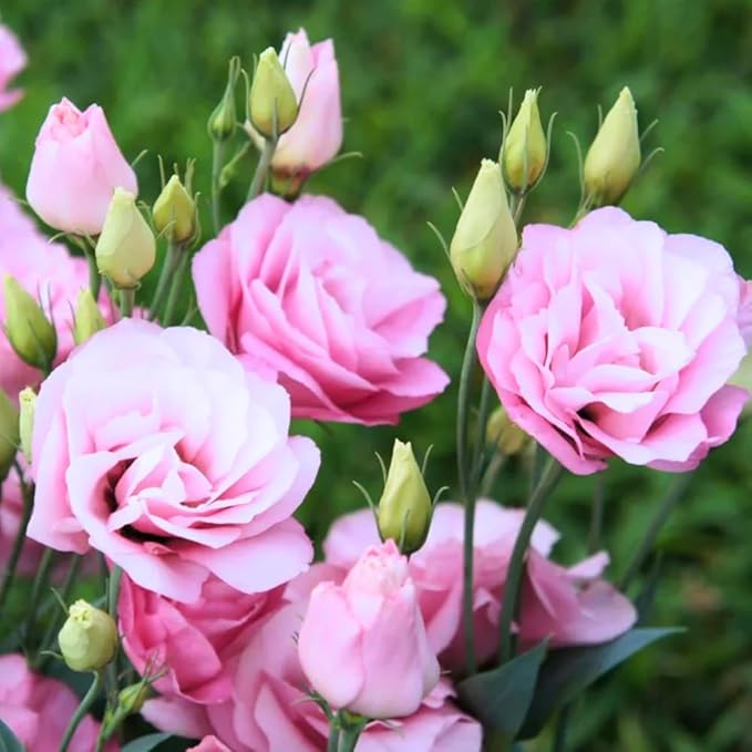 Eustoma Lisianthus Plant Live, Lisianthus Flowers Well Rooted Plug 2-3 Inch Height, Lisianthus Thornless Roses Seedling (Pink Lisianthus)
