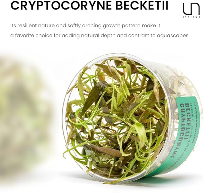 Ultum Nature Systems Cryptocoryne Beckettii Water Trumpet Tissue Culture Live Plant for Aquarium, Aquascape, Freshwater Fish Tanks - 100% Snail Free in Vitro