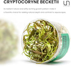 Ultum Nature Systems Cryptocoryne Beckettii Water Trumpet Tissue Culture Live Plant for Aquarium, Aquascape, Freshwater Fish Tanks - 100% Snail Free in Vitro