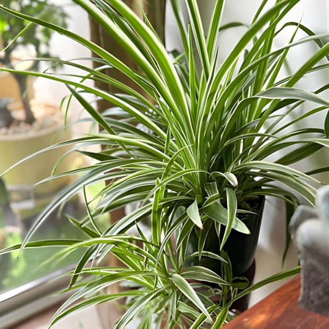 Curly Spider Plant Live in 4 Inch Pot, Live Spider Plants Indoor, Air-Purifying, Low Maintenance, Perfect for Home and Office Décor, Easy Care Starter Plants