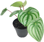 Peperomia Watermelon (4 inch) - Pet-Friendly Houseplants - Attractive Indoor Plants, Easy to Grow, Pet Safe Plants for Cats & Dogs, Ideal for Home Decor, Office & Gift