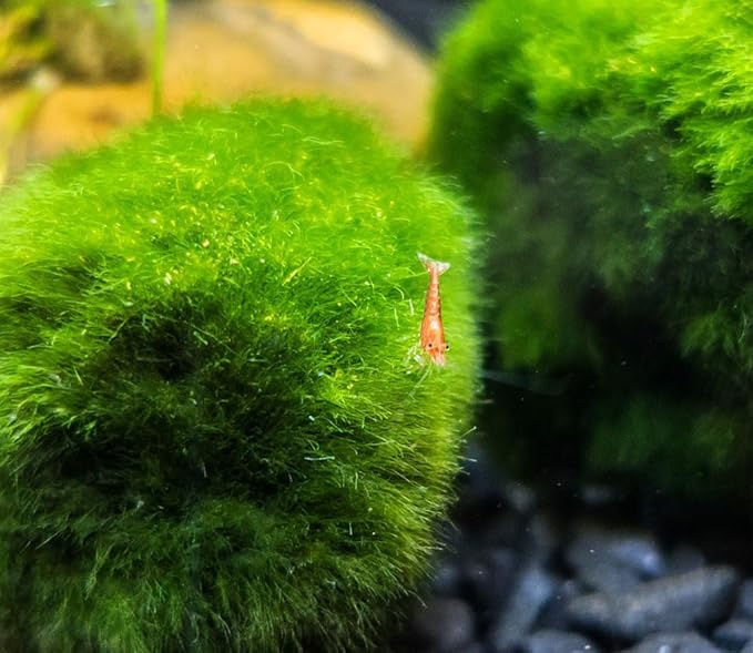 2Pcs Moss Balls for Fish Tank Aquarium Plants Freshwater marimo Decorative, Green, 1.2-1.5" (2)